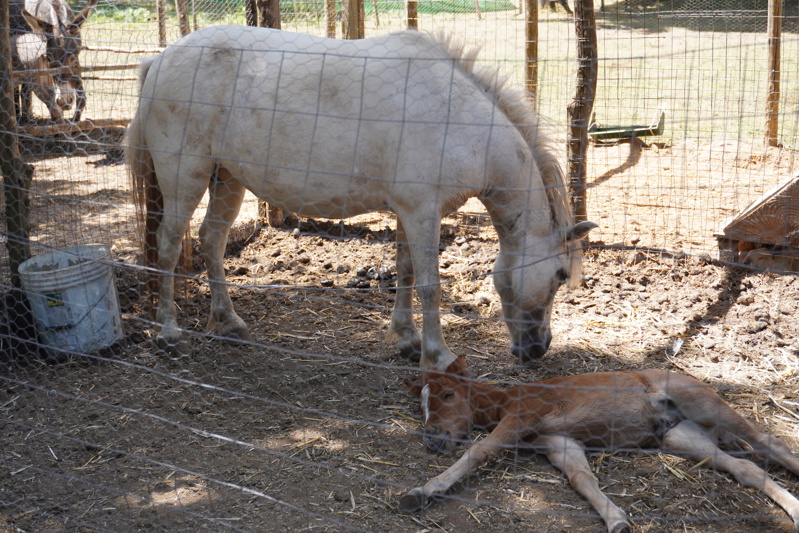 Giro Su Pony