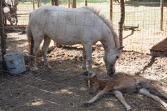 Giro Su Pony